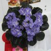Taffeta Blue