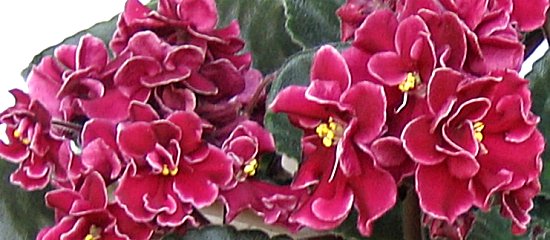 Bob Serbin