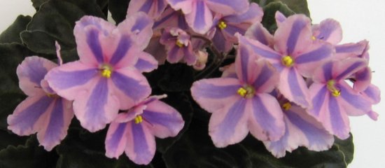 Lorus Springtime