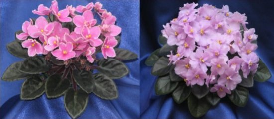 Sample Show Plants 1