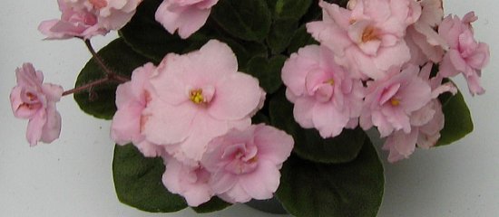 Old-fashioned Rose