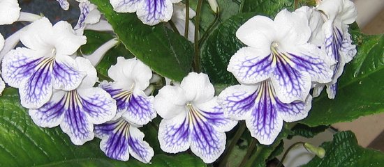 Streptocarpus 'Brooklin's Purple Lace'
