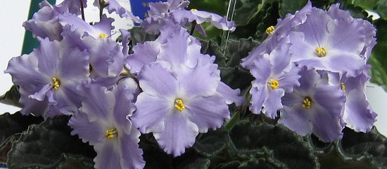 Lyon's Lavender Magic