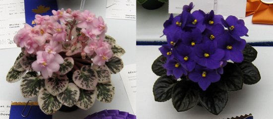 Sample Show Plants 2