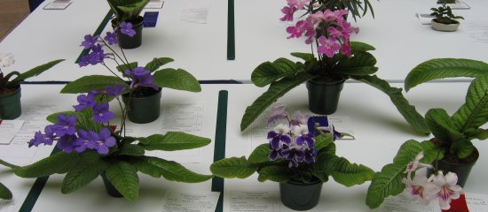 Streptocarpus on Show table