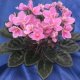 A show plant